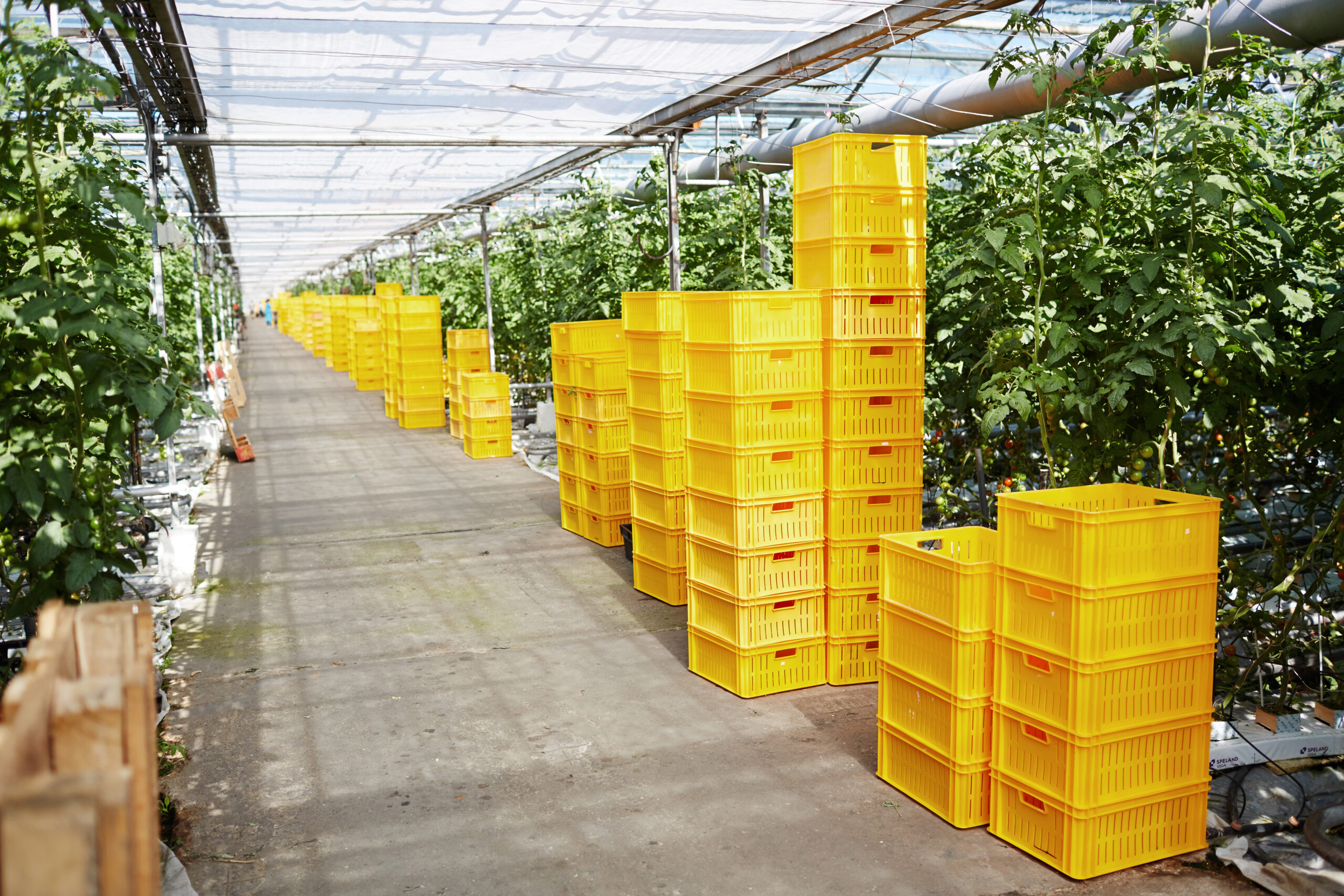 Green plantations of growing tomatoes and stacks of yellow plastic boxes near by